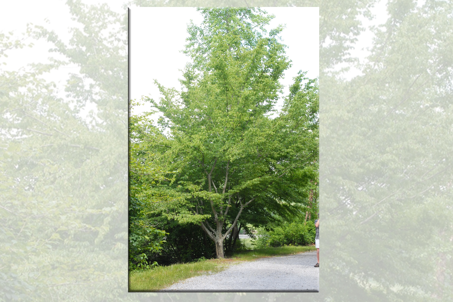 American Hornbeam Tree Plantings Suffolk Hydroseeding.com 